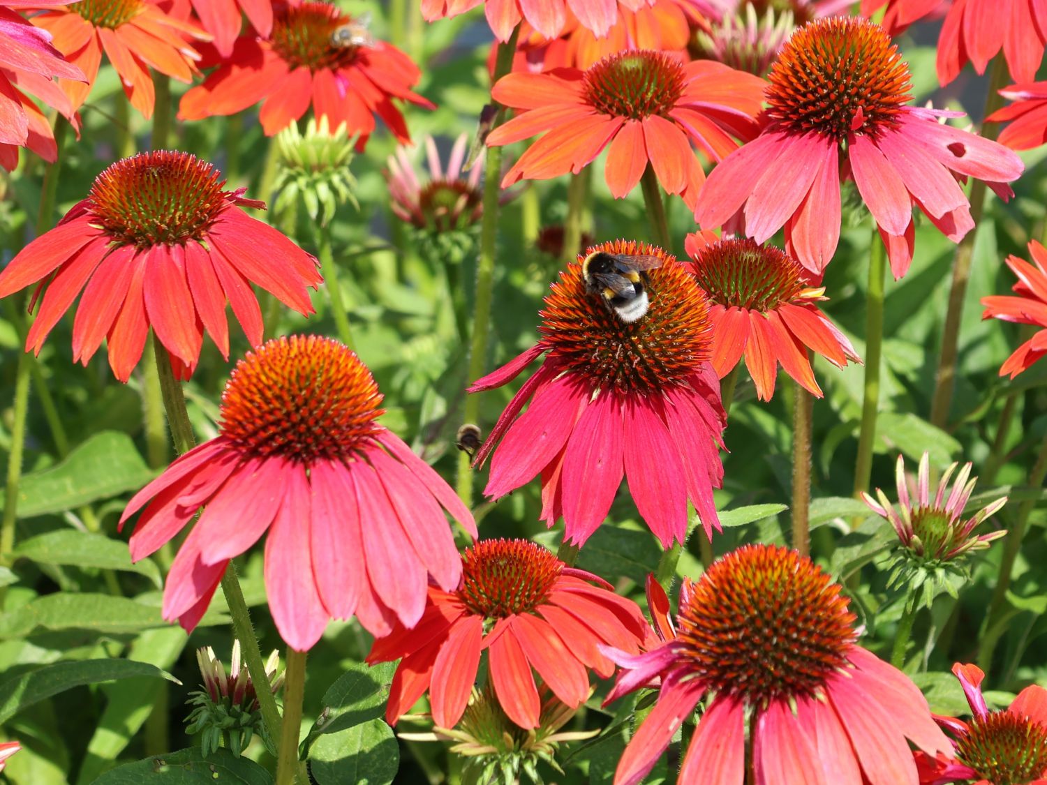 Scheinsonnenhut 'Lakota Red' - Echinacea purpurea 'Lakota Red'