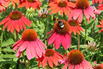 Scheinsonnenhut 'Lakota Red' - Echinacea purpurea 'Lakota Red'