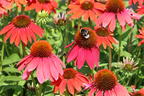 Scheinsonnenhut 'Lakota Red' - Echinacea purpurea 'Lakota Red'