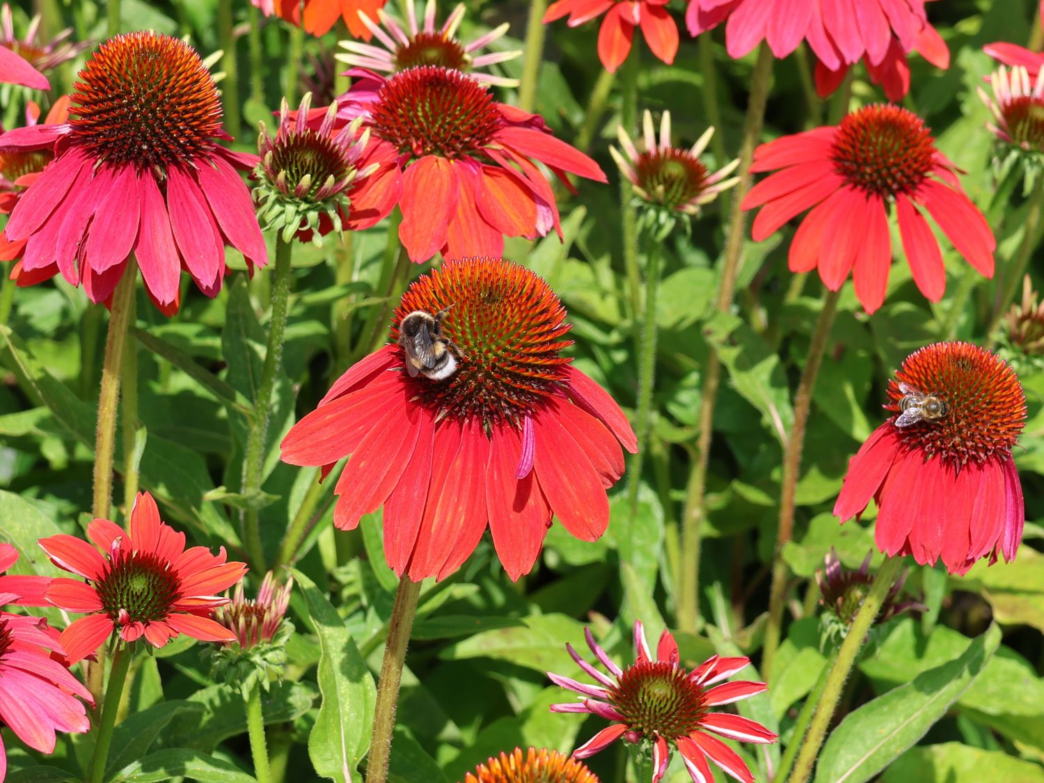 Scheinsonnenhut 'Lakota Red' - Echinacea purpurea 'Lakota Red'
