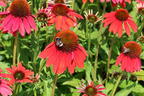Scheinsonnenhut 'Lakota Red' - Echinacea purpurea 'Lakota Red'