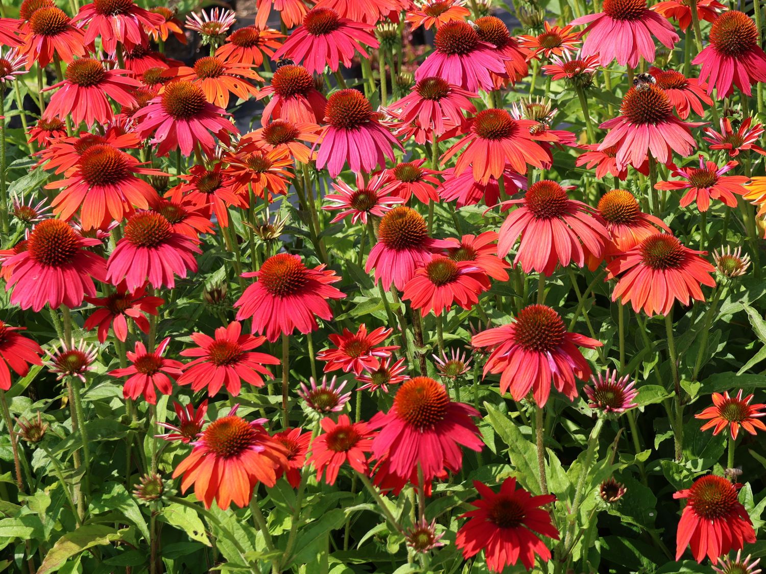 Scheinsonnenhut 'Lakota Red' - Echinacea purpurea 'Lakota Red'
