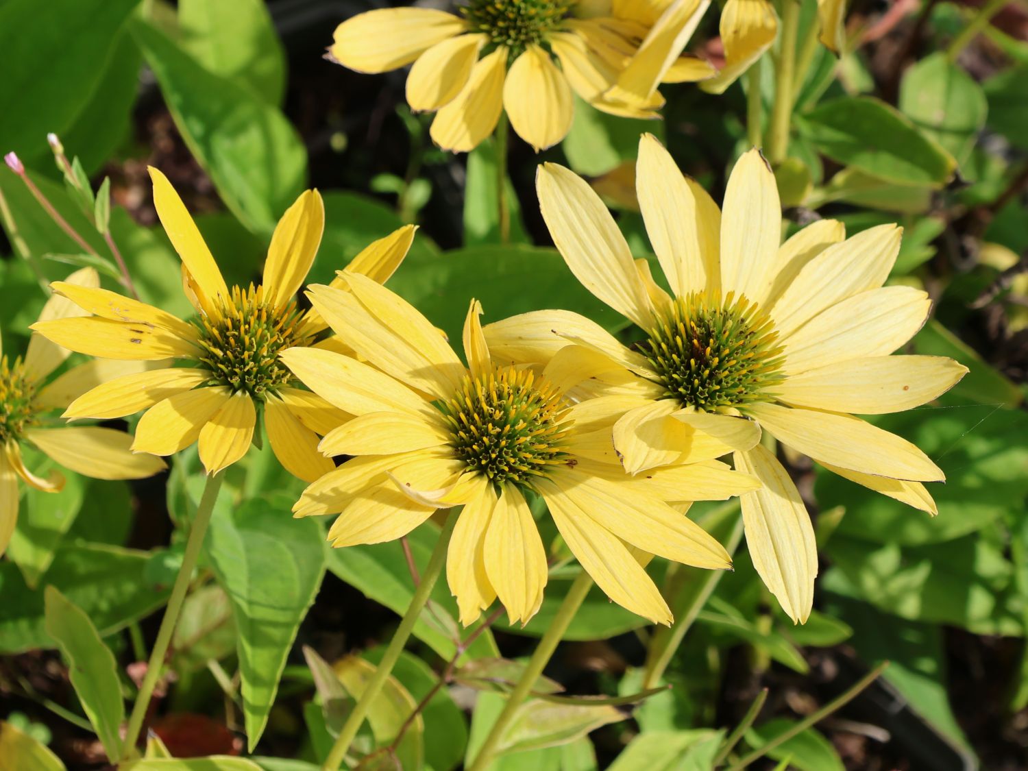 Scheinsonnenhut 'Leilani'