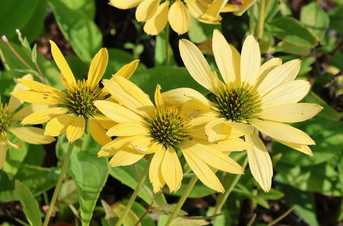 Scheinsonnenhut 'Leilani' - Echinacea purpurea 'Leilani'