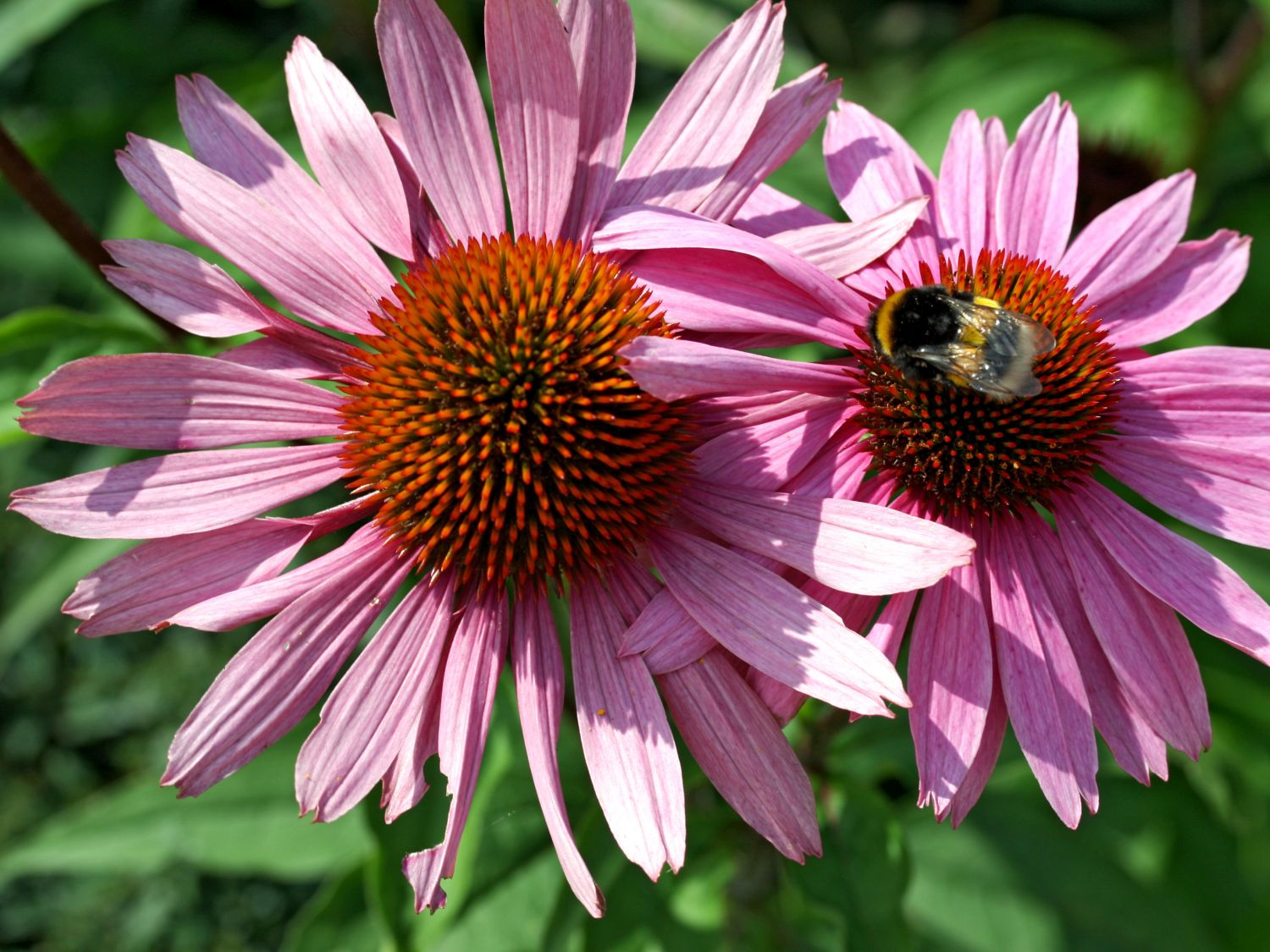 Scheinsonnenhut 'Leuchtstern'