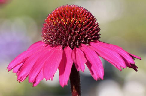 Scheinsonnenhut 'Little Magnus' ® - Echinacea purpurea 'Little Magnus' ®