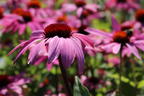Scheinsonnenhut 'Little Magnus' ® - Echinacea purpurea 'Little Magnus' ®