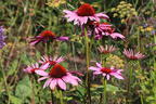 Scheinsonnenhut 'Little Magnus' ® - Echinacea purpurea 'Little Magnus' ®