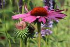 Scheinsonnenhut 'Little Magnus' ® - Echinacea purpurea 'Little Magnus' ®