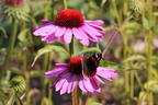 Scheinsonnenhut 'Little Magnus' ® - Echinacea purpurea 'Little Magnus' ®