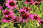 Scheinsonnenhut 'Little Magnus' ® - Echinacea purpurea 'Little Magnus' ®