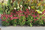 Scheinsonnenhut 'Little Magnus' ® - Echinacea purpurea 'Little Magnus' ®