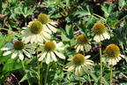 Scheinsonnenhut 'Mellow Yellow' - Echinacea purpurea 'Mellow Yellow'