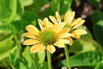 Scheinsonnenhut 'Mellow Yellow' - Echinacea purpurea 'Mellow Yellow'