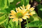 Scheinsonnenhut 'Mellow Yellow' - Echinacea purpurea 'Mellow Yellow'