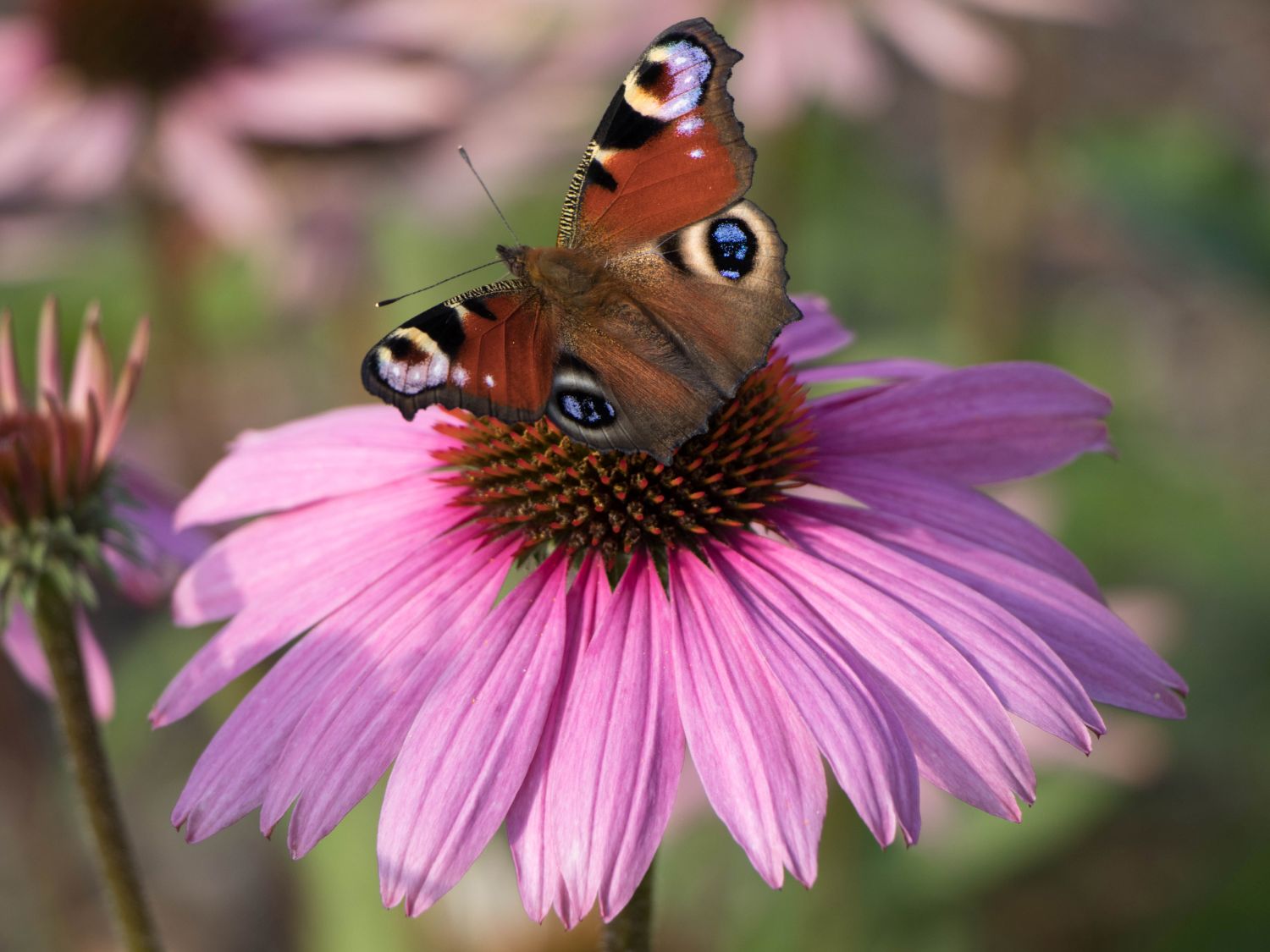 Scheinsonnenhut 'Mistral'®