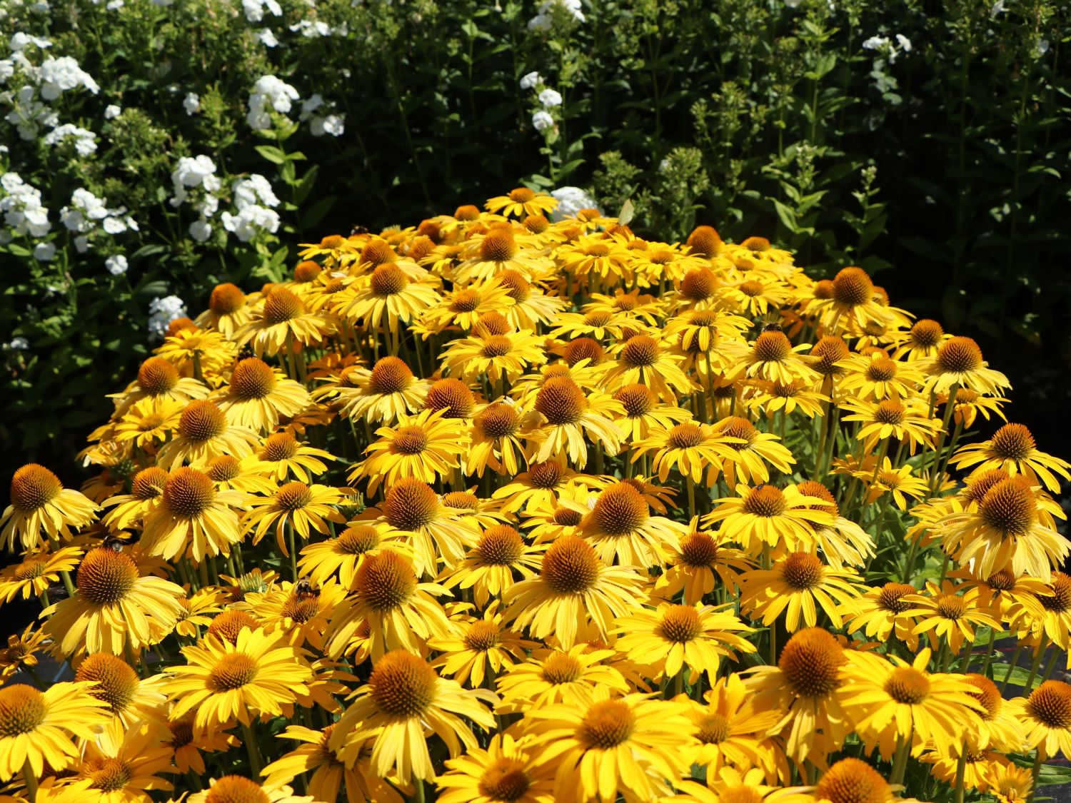 Scheinsonnenhut Papallo ® Classic 'Deep Yellow'