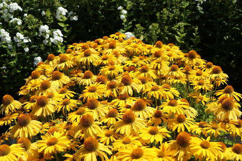 Scheinsonnenhut Papallo ® Classic 'Deep Yellow' - Echinacea purpurea Papallo ® Classic 'Deep Yellow'