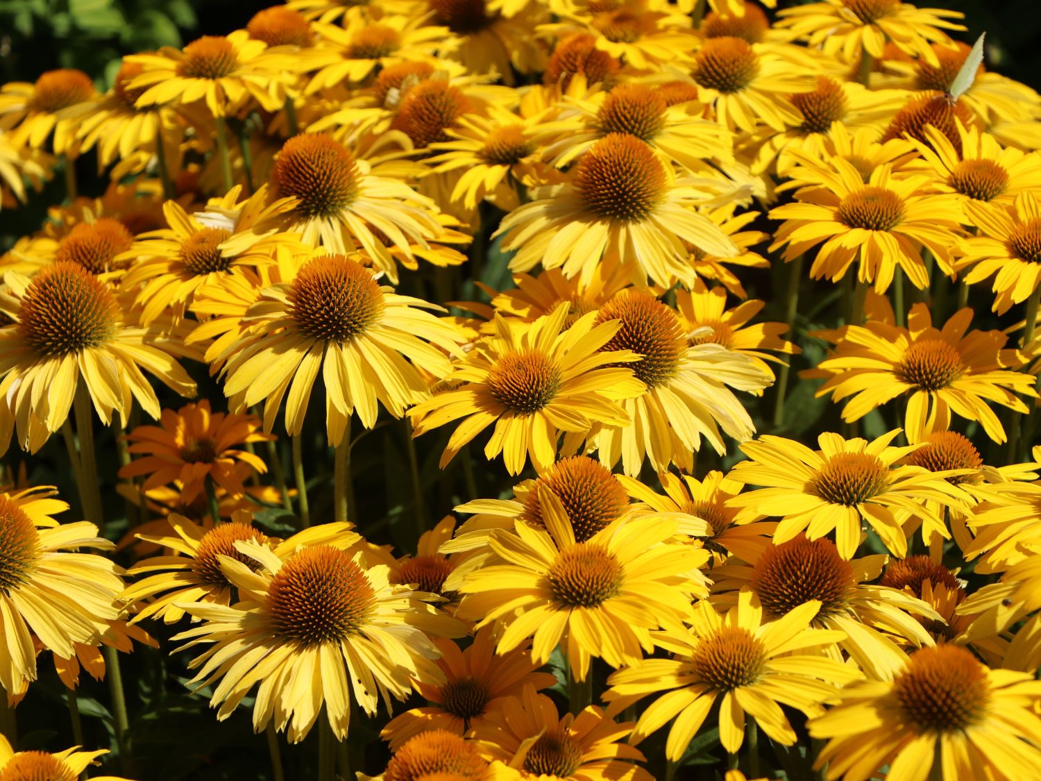 Scheinsonnenhut Papallo ® Classic 'Deep Yellow' - Echinacea purpurea Papallo ® Classic 'Deep Yellow'
