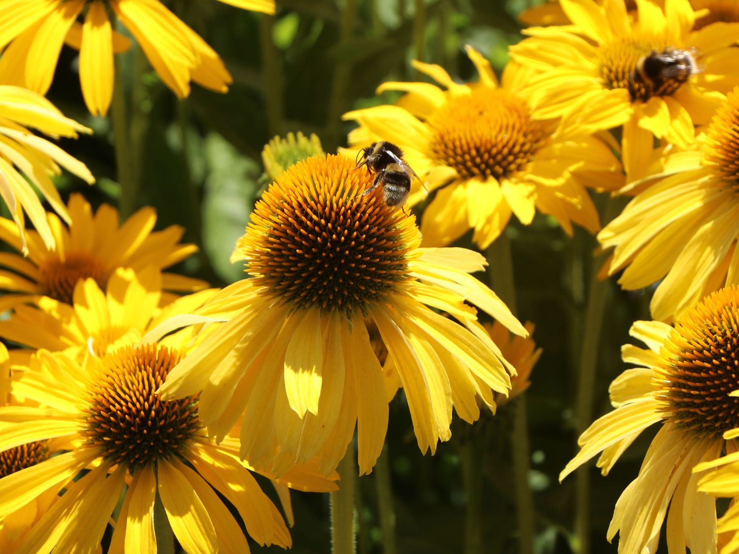 Scheinsonnenhut Papallo ® Classic 'Deep Yellow' - Echinacea purpurea Papallo ® Classic 'Deep Yellow'