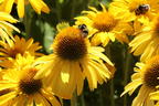 Scheinsonnenhut Papallo ® Classic 'Deep Yellow' - Echinacea purpurea Papallo ® Classic 'Deep Yellow'