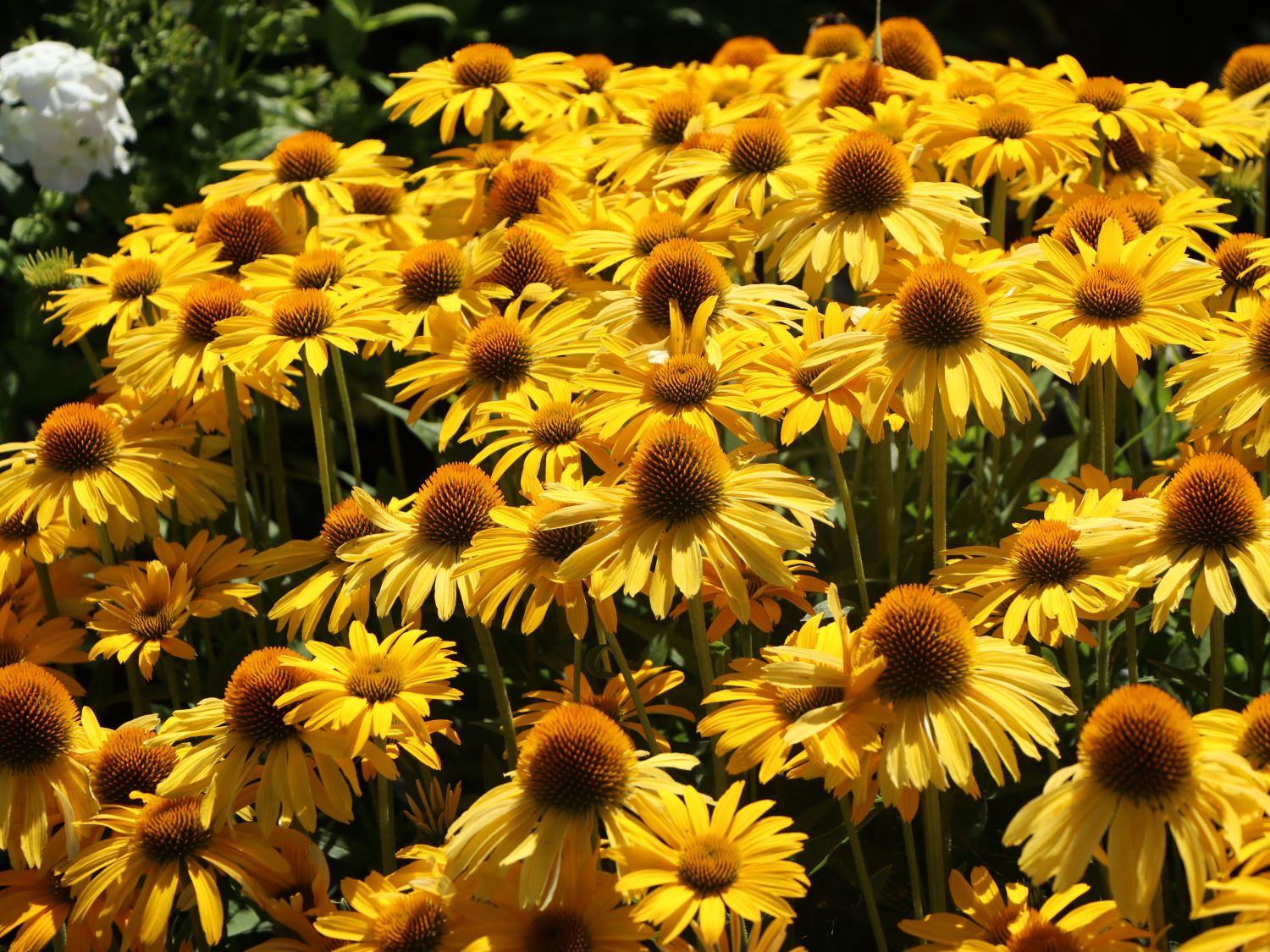 Scheinsonnenhut Papallo ® Classic 'Deep Yellow' - Echinacea purpurea Papallo ® Classic 'Deep Yellow'