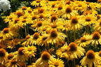 Scheinsonnenhut Papallo ® Classic 'Deep Yellow' - Echinacea purpurea Papallo ® Classic 'Deep Yellow'