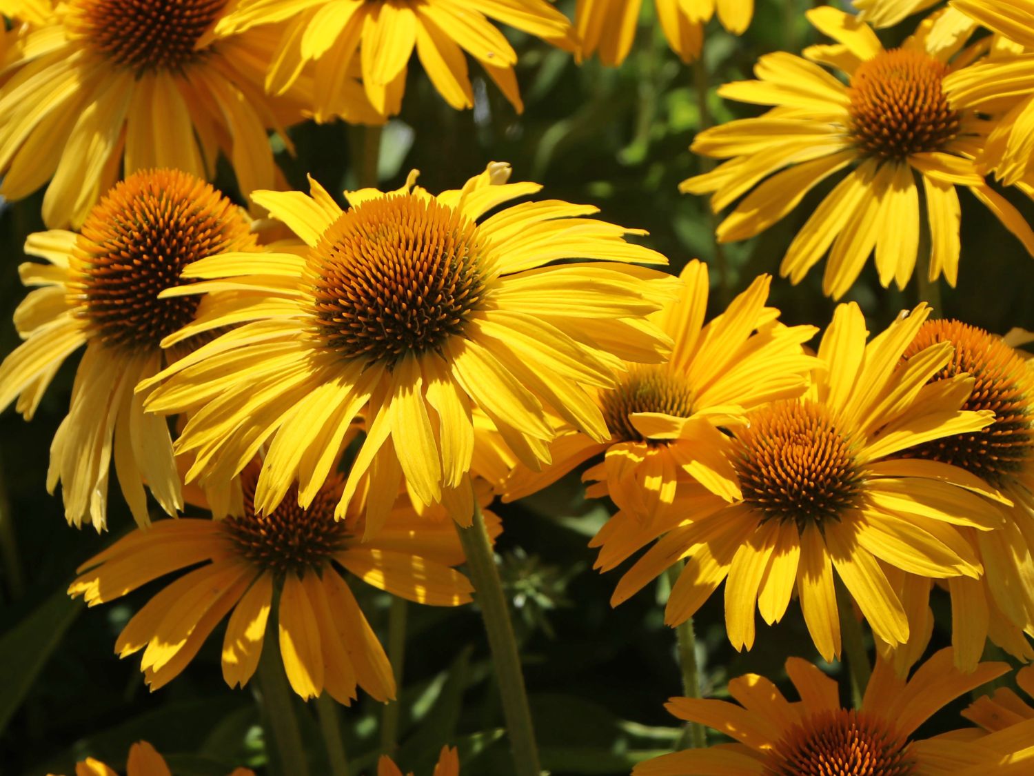 Scheinsonnenhut Papallo ® Classic 'Deep Yellow' - Echinacea purpurea Papallo ® Classic 'Deep Yellow'