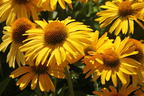 Scheinsonnenhut Papallo ® Classic 'Deep Yellow' - Echinacea purpurea Papallo ® Classic 'Deep Yellow'