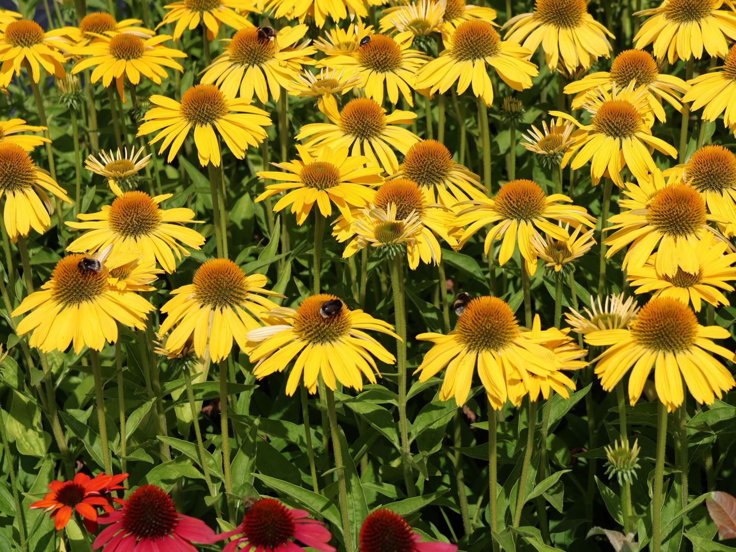 Scheinsonnenhut Papallo ® Classic 'Deep Yellow' - Echinacea purpurea Papallo ® Classic 'Deep Yellow'