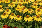 Scheinsonnenhut Papallo ® Classic 'Deep Yellow' - Echinacea purpurea Papallo ® Classic 'Deep Yellow'