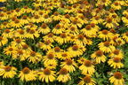 Scheinsonnenhut Papallo ® Classic 'Deep Yellow' - Echinacea purpurea Papallo ® Classic 'Deep Yellow'