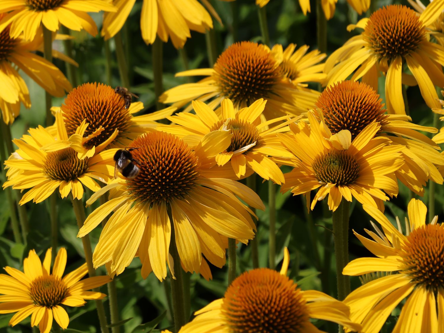 Scheinsonnenhut Papallo ® Classic 'Deep Yellow' - Echinacea purpurea Papallo ® Classic 'Deep Yellow'