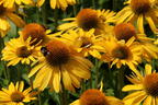 Scheinsonnenhut Papallo ® Classic 'Deep Yellow' - Echinacea purpurea Papallo ® Classic 'Deep Yellow'