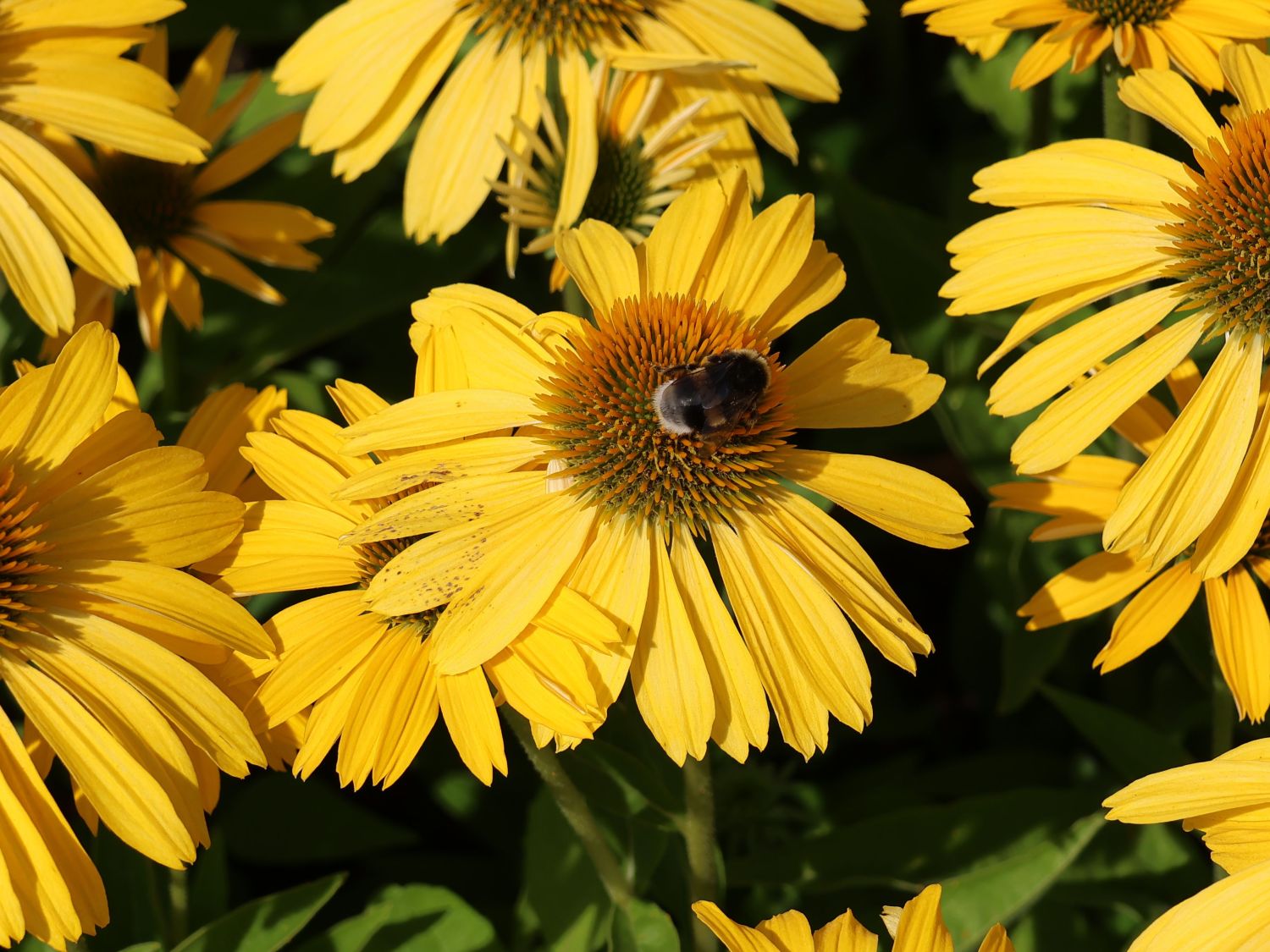 Scheinsonnenhut Papallo ® Classic 'Deep Yellow' - Echinacea purpurea Papallo ® Classic 'Deep Yellow'