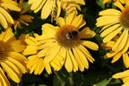 Scheinsonnenhut Papallo ® Classic 'Deep Yellow' - Echinacea purpurea Papallo ® Classic 'Deep Yellow'