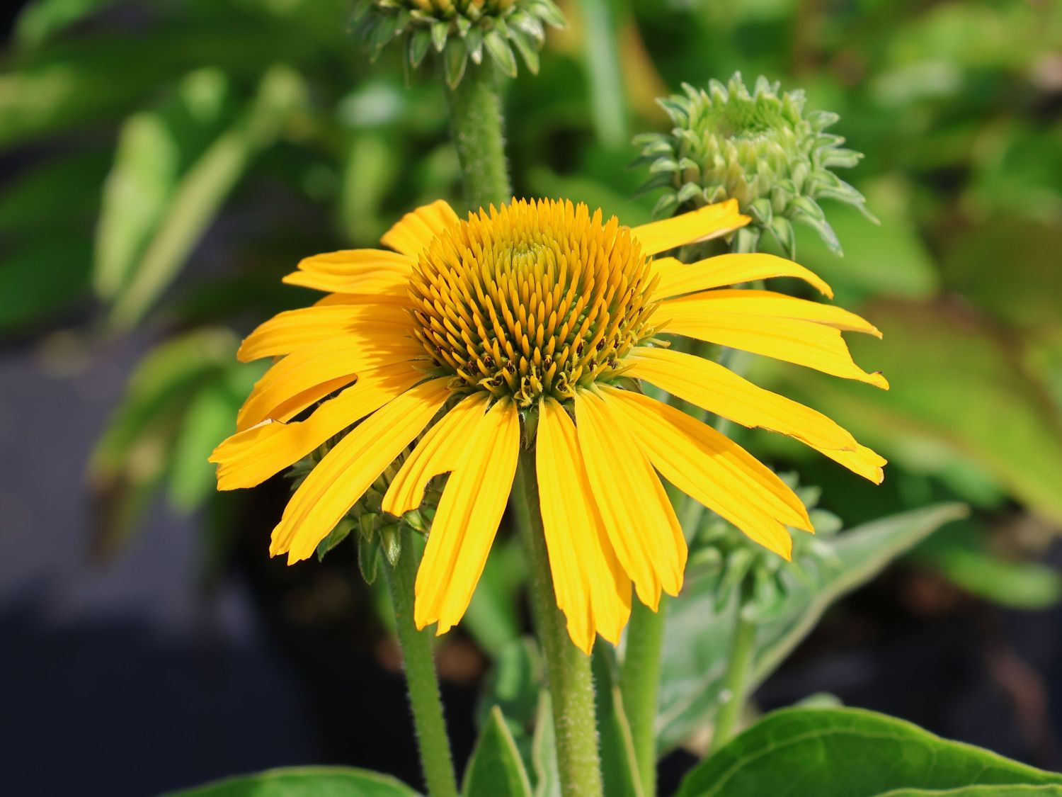 Scheinsonnenhut Papallo ® Classic 'Deep Yellow' - Echinacea purpurea Papallo ® Classic 'Deep Yellow'