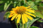 Scheinsonnenhut Papallo ® Classic 'Deep Yellow' - Echinacea purpurea Papallo ® Classic 'Deep Yellow'