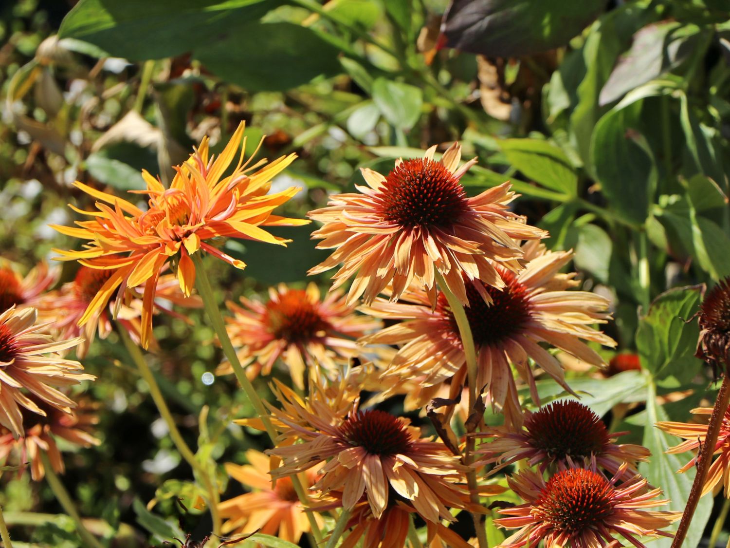 Scheinsonnenhut 'Parrot'