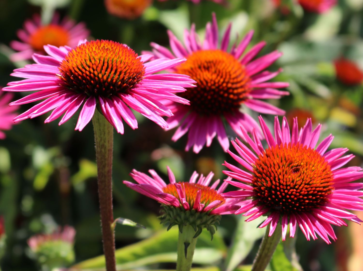 Scheinsonnenhut 'Pica Bella' ®