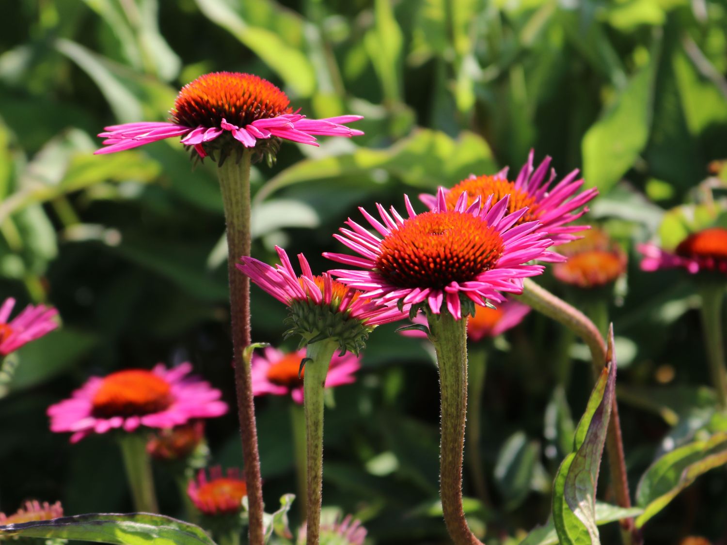 Scheinsonnenhut 'Pica Bella' ® - Echinacea purpurea 'Pica Bella' ®