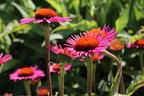 Scheinsonnenhut 'Pica Bella' ® - Echinacea purpurea 'Pica Bella' ®