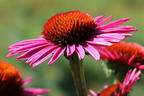 Scheinsonnenhut 'Pica Bella' ® - Echinacea purpurea 'Pica Bella' ®