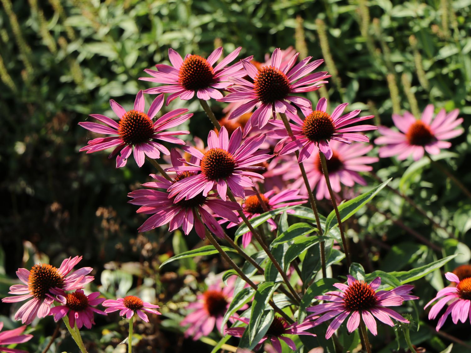 Scheinsonnenhut 'Pica Bella' ® - Echinacea purpurea 'Pica Bella' ®