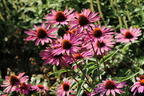 Scheinsonnenhut 'Pica Bella' ® - Echinacea purpurea 'Pica Bella' ®