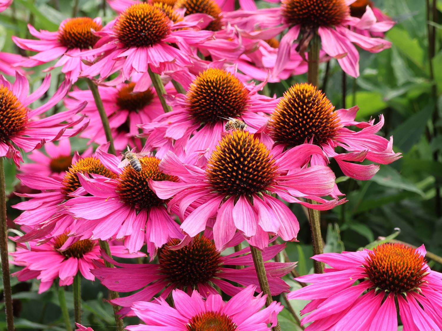 Scheinsonnenhut 'Pica Bella' ® - Echinacea purpurea 'Pica Bella' ®