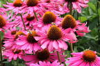 Scheinsonnenhut 'Pica Bella' ® - Echinacea purpurea 'Pica Bella' ®