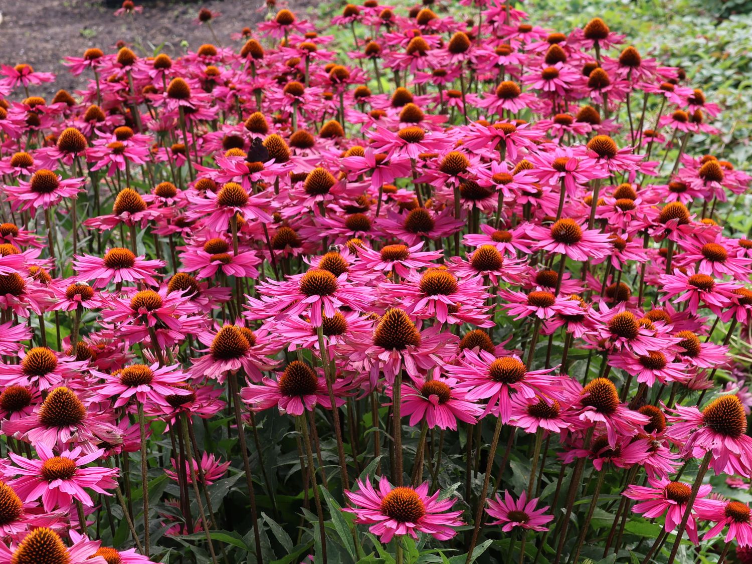 Scheinsonnenhut 'Pica Bella' ® - Echinacea purpurea 'Pica Bella' ®