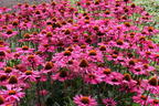 Scheinsonnenhut 'Pica Bella' ® - Echinacea purpurea 'Pica Bella' ®