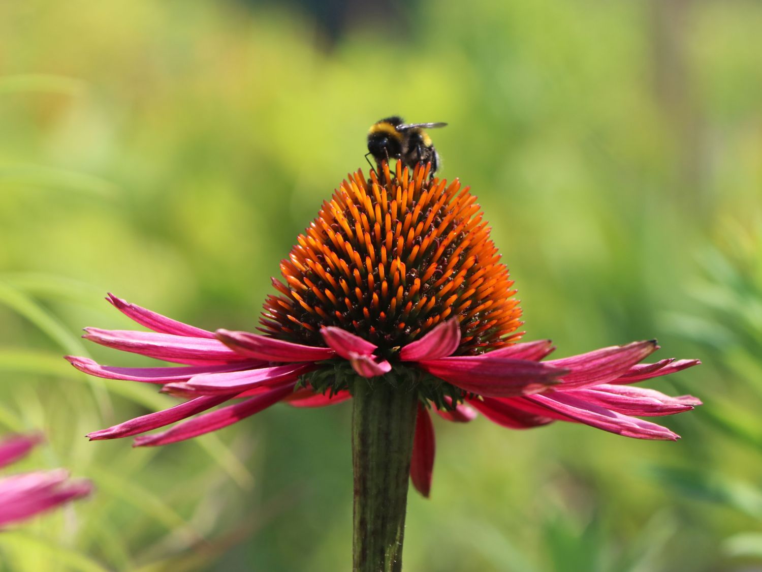 Scheinsonnenhut 'Pica Bella' ® - Echinacea purpurea 'Pica Bella' ®